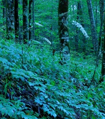 Actaea podocarpa