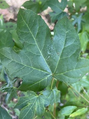Liquidambar