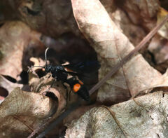 Dasymutilla quadriguttata