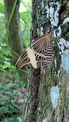 Colobura dirce