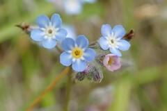Myosotis arvensis