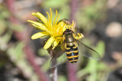 Syrphus torvus