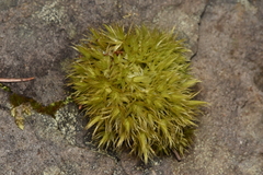 Dicranum polysetum