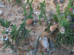 Roepera sessilifolia