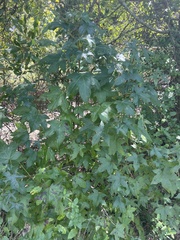 Liquidambar