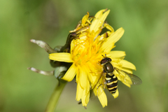 Syrphus opinator