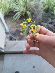 Youngia japonica