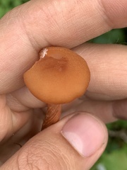 Laccaria proxima