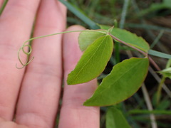 Lathyrus ochroleucus