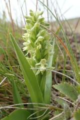 Platanthera hyperborea