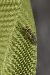 Culicinae
