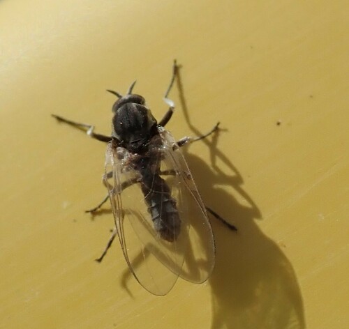 striped black fly