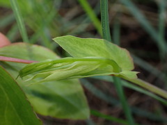 Lathyrus ochroleucus