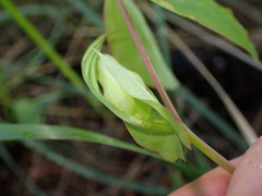 Lathyrus ochroleucus