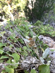 Pentanema verbascifolium