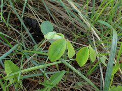 Lathyrus ochroleucus