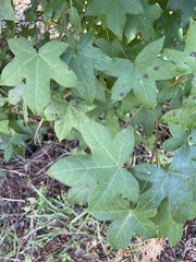 Liquidambar