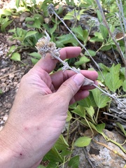 Pentanema verbascifolium