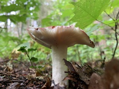 Russula rosacea