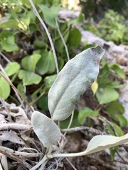 Pentanema verbascifolium