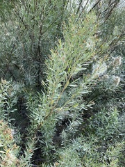 Baccharis salicina