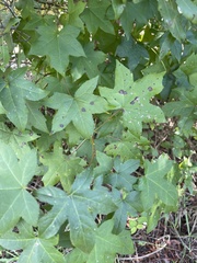 Liquidambar