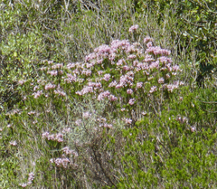 Erica multiflora