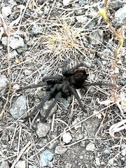Aphonopelma johnnycashi