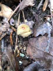 Calostoma lutescens