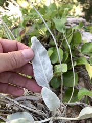 Pentanema verbascifolium