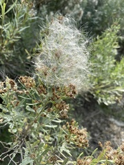 Baccharis salicina