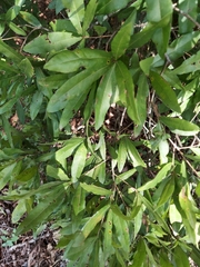 Quercus hemisphaerica