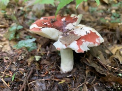 Russula rosacea