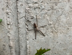 Pisaura mirabilis