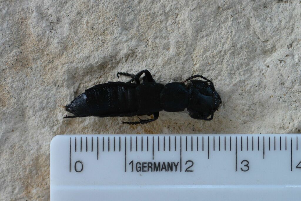 Ocypus tenebricosus