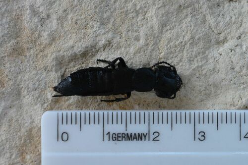 Ocypus tenebricosus
