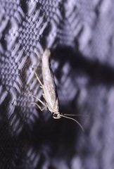 Homoeosoma electella