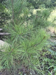 Pinus taeda