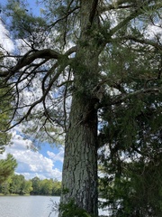 Pinus taeda