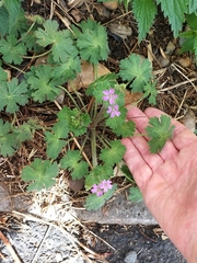 Geranium pyrenaicum