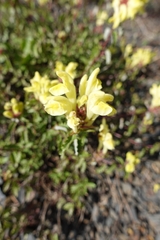 Scutellaria orientalis