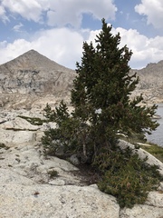 Pinus balfouriana