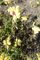 Scutellaria orientalis