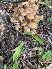 Desarmillaria caespitosa