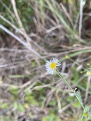 Erigeron strigosus