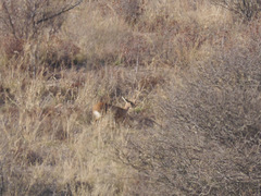 Raphicerus campestris steinhardti