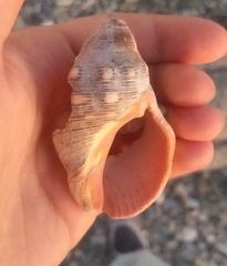 Stramonita haemastoma