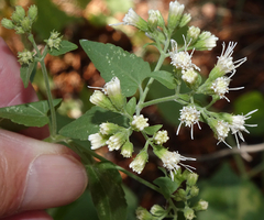 Ageratina herbacea