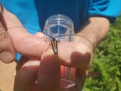 Sphaenothecus bilineatus