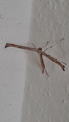Emmelina monodactyla